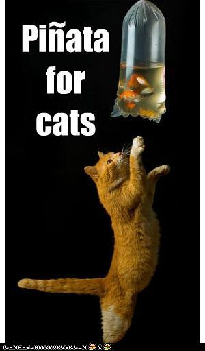 Bilder-Thread t941X7J funny-pictures-pinata-for-cats