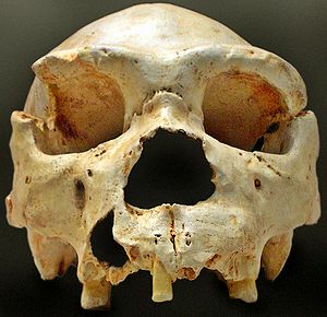 300px-Homo heidelbergensis-Cranium -5