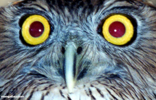 owl eyes