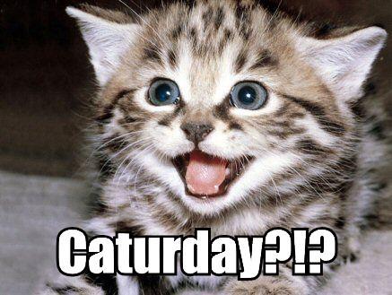 happy-caturday--large-msg-118797481332