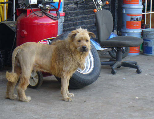 Bilder-Thread lion-dog2B2