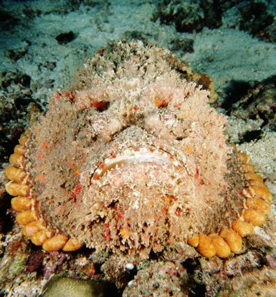 stonefish-ig