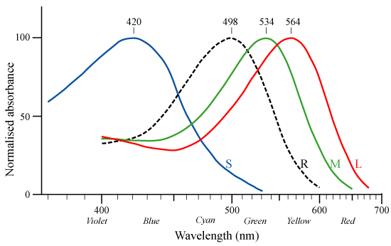 Cone-response