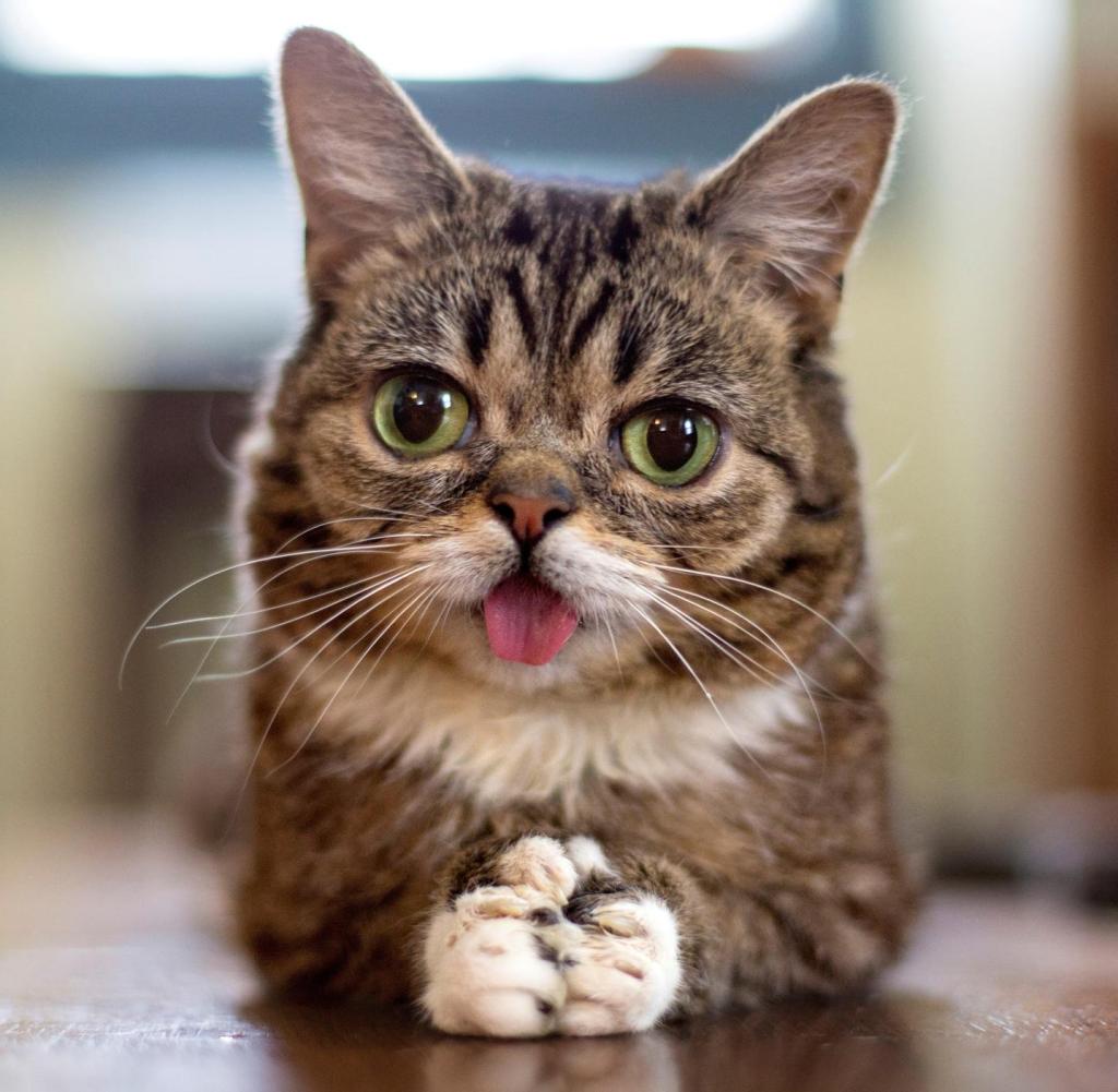 Social-Media-Katze-Lil-Bub