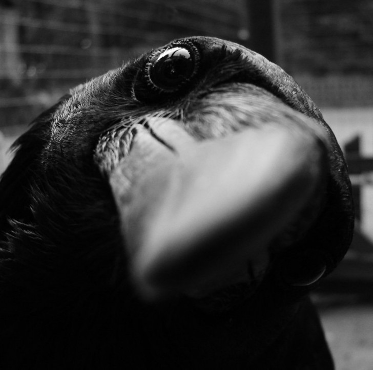 crow-other-closeup-728x723