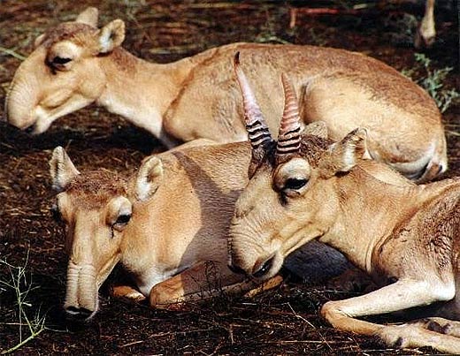 saiga-family-resting