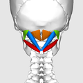 120px Suboccipital muscles09