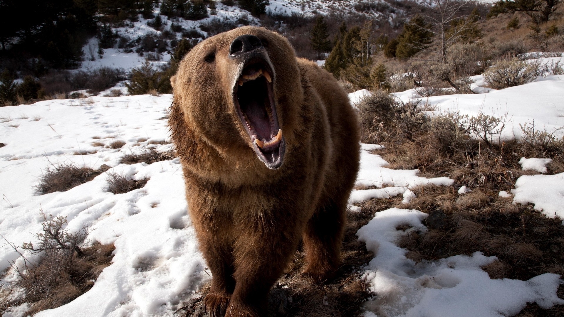 Bilder-Thread bear teeth angry snow brown winter 35967