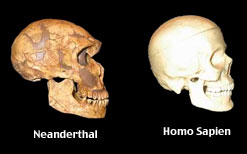 neanderthal skull vs homo sapiens skull