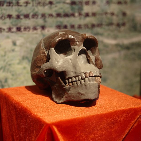600px-Peking Man Skull 28replica29 prese