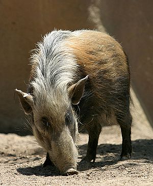 300px-Southern Bush Pig