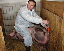 rtlID5 Schweinebesamung-001