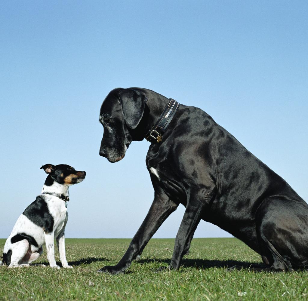 Jack-Russell-and-Great-Dane-facing-one-a