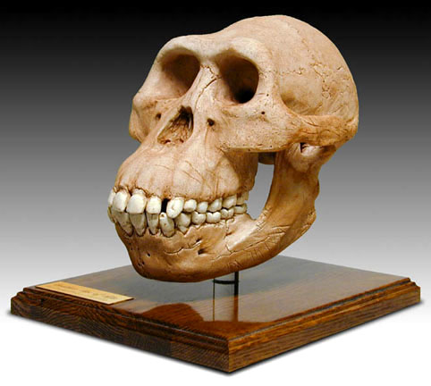 australopithecus2