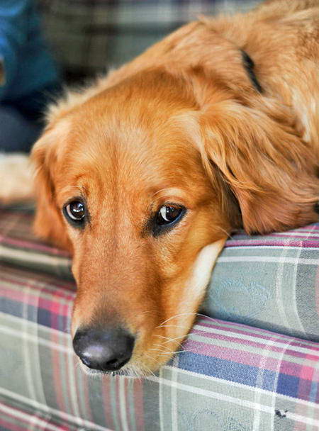 The-Golden-Retriever-Sad-Dog-Picture