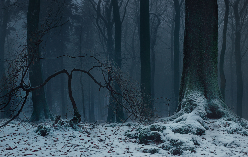 Bilder-Thread der-verzauberte-wald-63254dd8-b15b-4f6e-