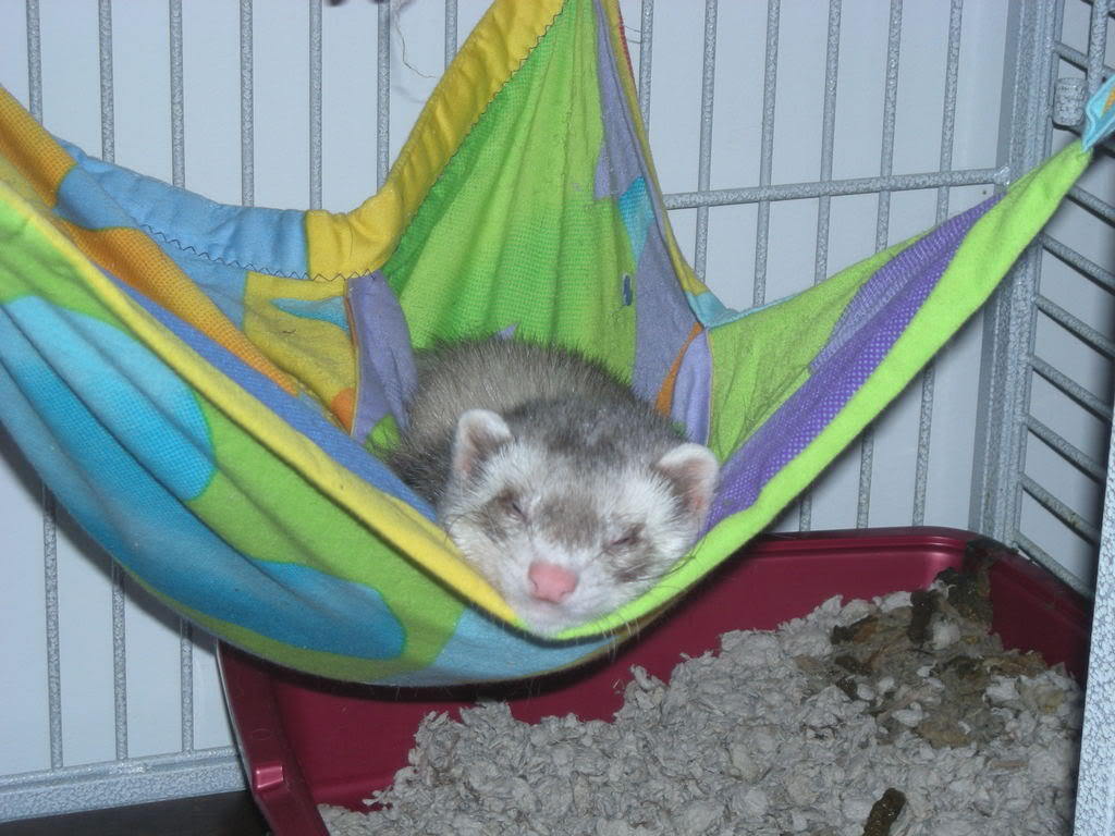 Bilder-Thread Cute-Ferret-Sleeping-In-Hammock-ferrets-