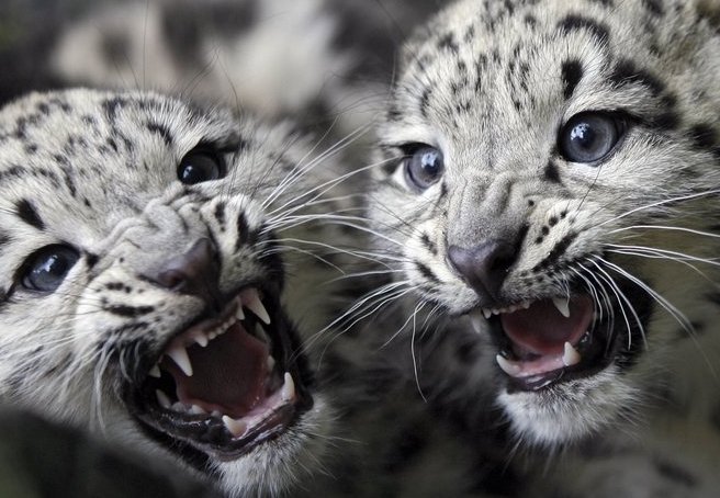 Bilder-Thread leopard2