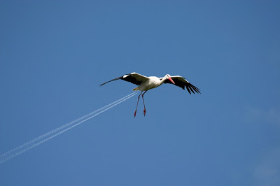 storch kondensstreifen