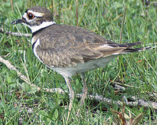 220px-Killdeer23