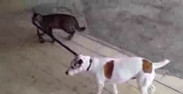 Bilder-Thread cat walks dog leash