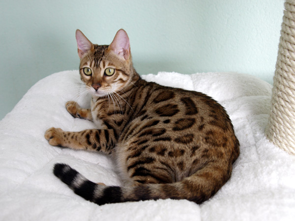 kater-bengal-katze-liegend