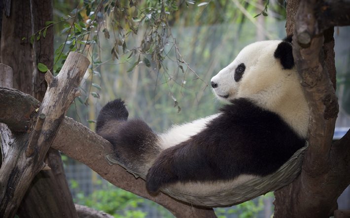 thumb2-panda-hammock-vacation-zoo-bear