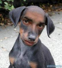 Bilder-Thread 512b0e hund 2