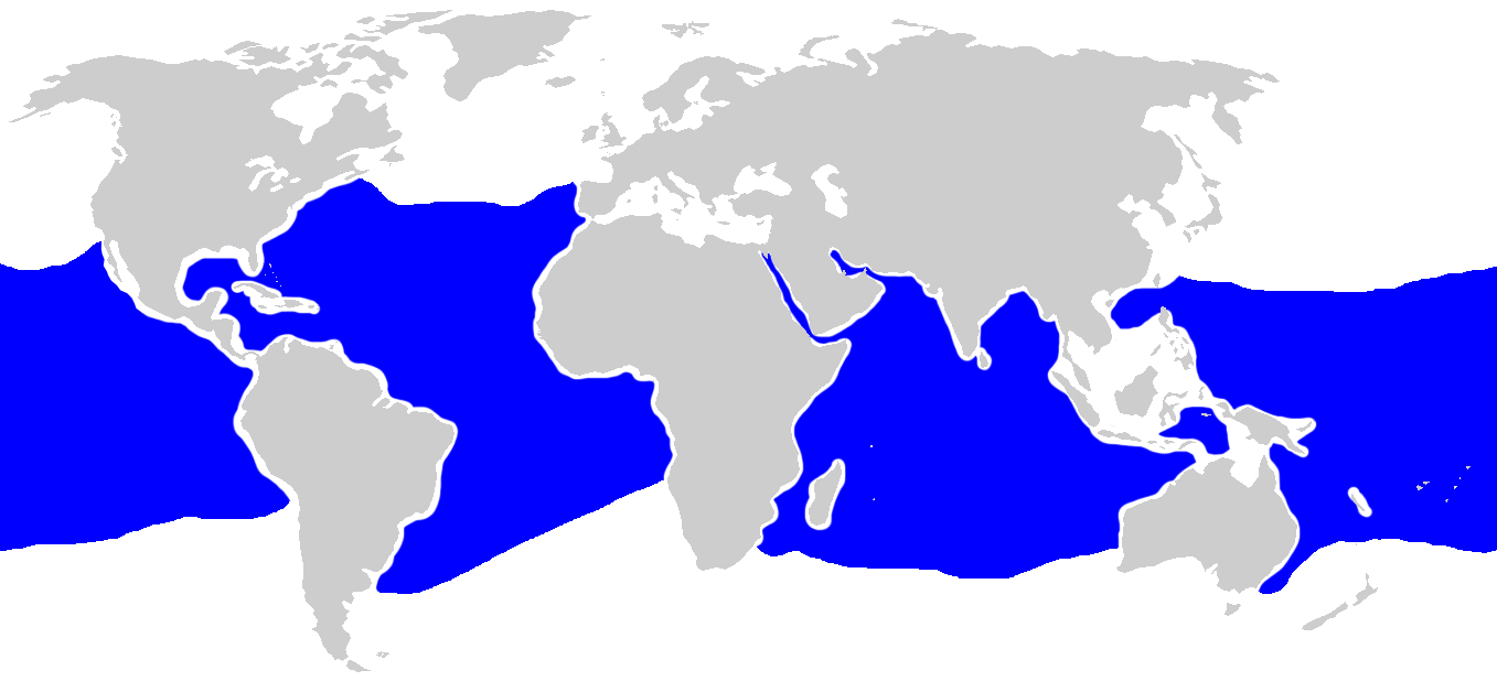 Carcharhinus longimanus distmap