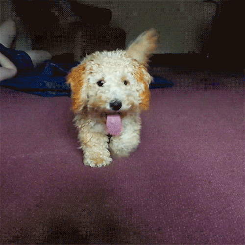 t992a92_adorable-cute-funny-dog-puppy-animated-g.gif