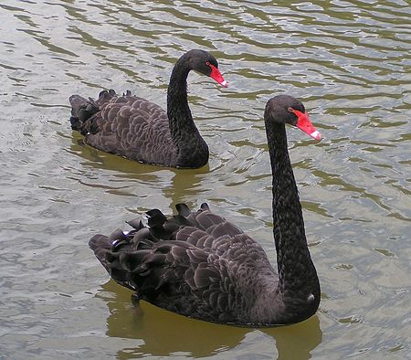 450px Black Swans