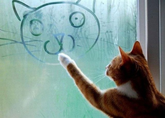 Bilder-Thread Cute 252520and 252520Funny 252520Animals