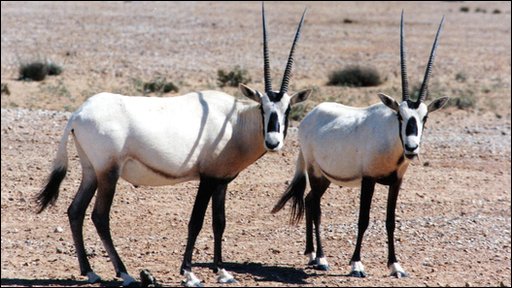  47618211 oryx3