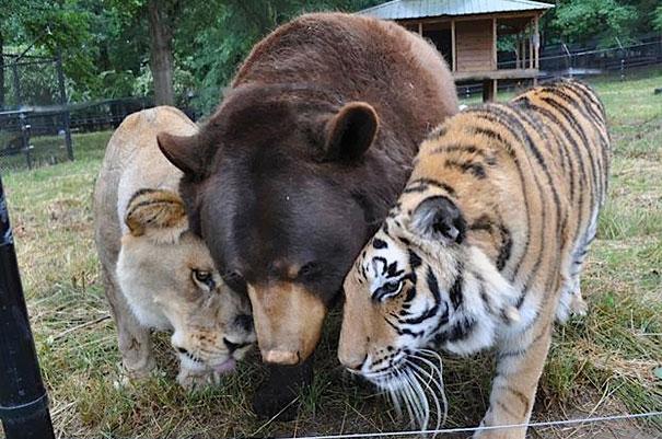 Bilder-Thread unusual-animal-friendship-11-3