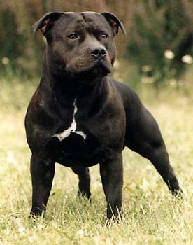 staffordshire bullterrier 02