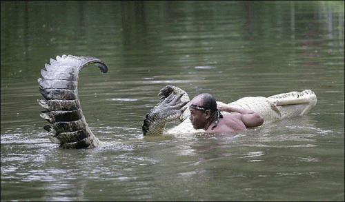 Bilder-Thread croc-500x293