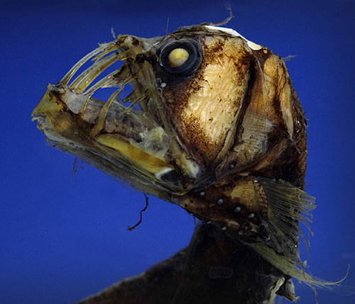 chauliodus-sloani-viperfish