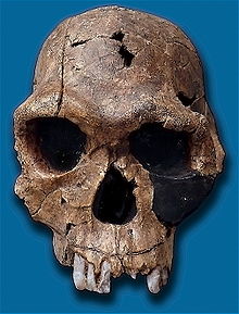220px-Homo habilis-KNM ER 1813