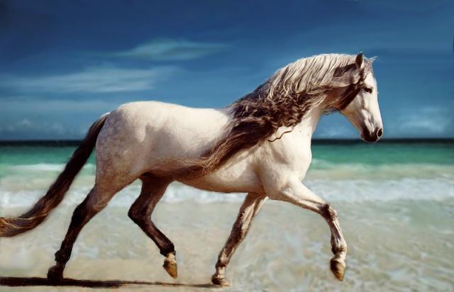 andalusier aan het strand