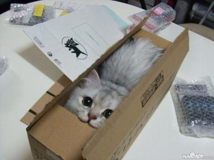 cat-mail