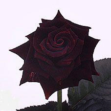 Black-Beauty-Rose