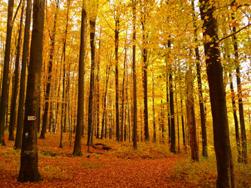 WW Foto1 Herbstwald