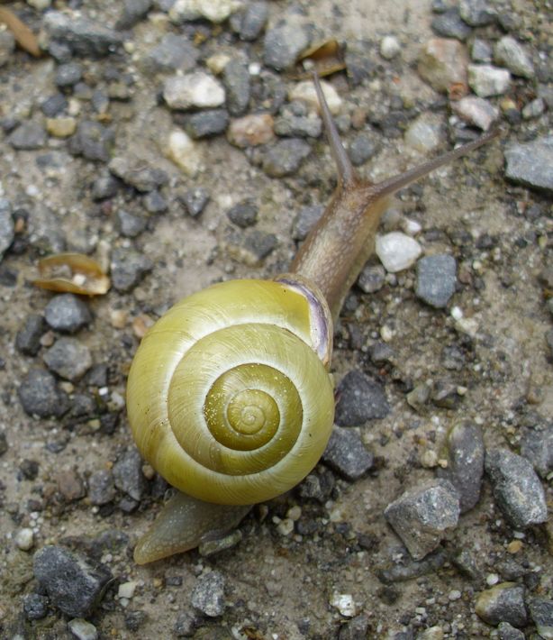 b22e46 Schnecke