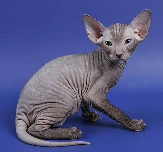 peterbald1