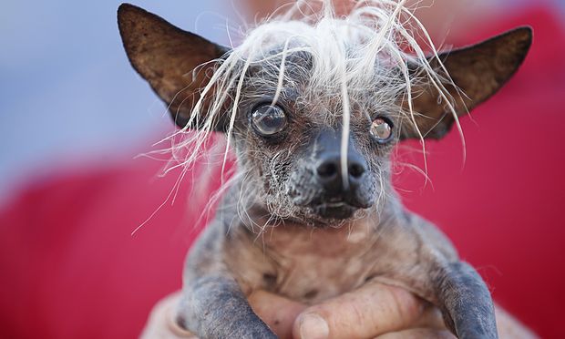 SweePee-Rambo-a-two-year-old-Chihuahua-C