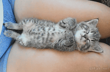 sleeping-kitten