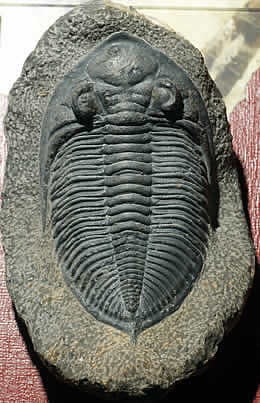 Trilobit v