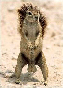 BigSquirrel