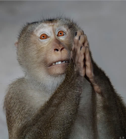 Praying monkey