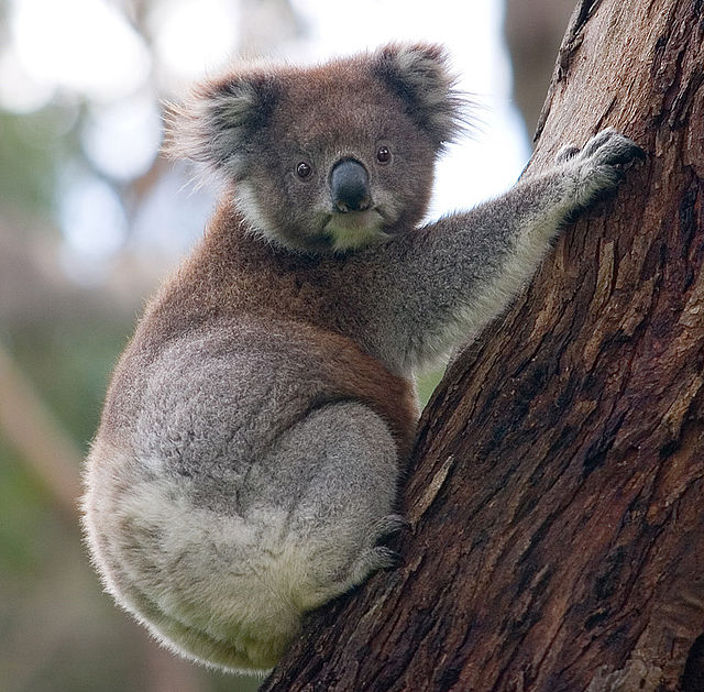 640px-Koala climbing tree
